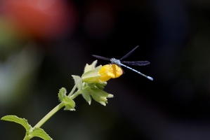 Libelle 2