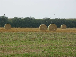 foehr59