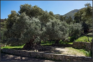 ältester Olivenbaum