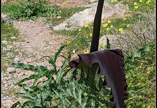 Kreta