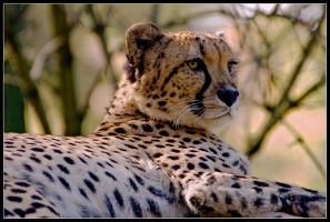 Gepard