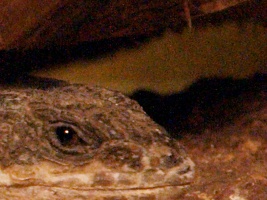 cRAW ISO 6400 100% Crop