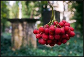 Beeren