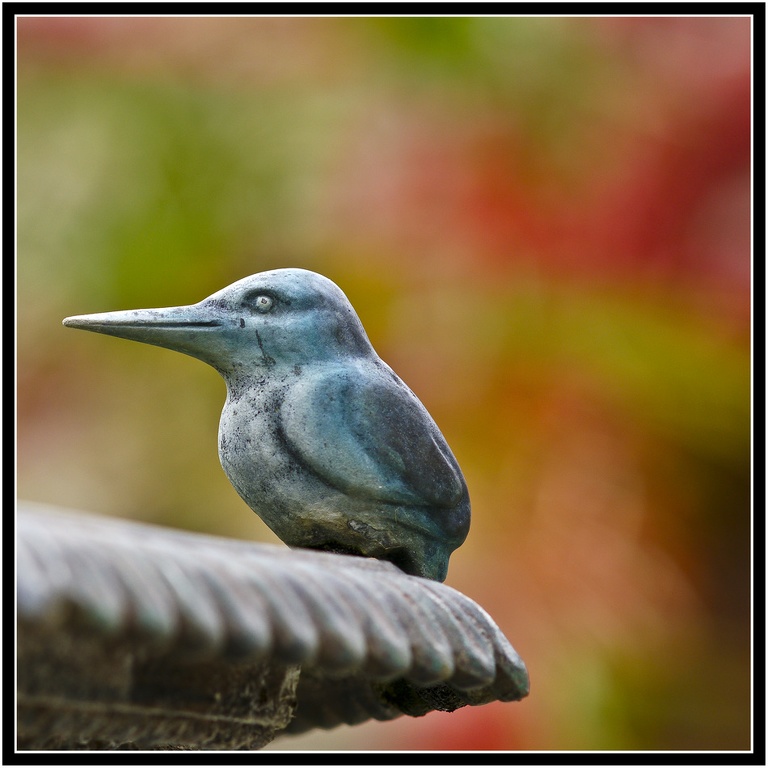 Eisvogel-1-4.jpg