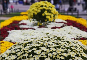 Blumen am Theaterplatz