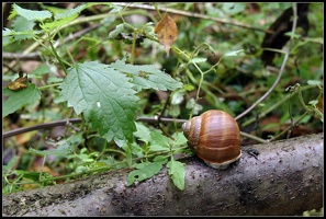 Schnecke