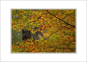 Herbstfarben + weißer Rahmen