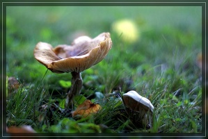 Pilz13