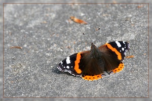 Schmetterling