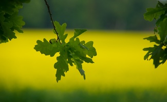 Sächsiche Schweiz 9