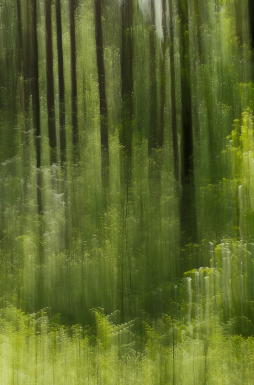 Wald - _dsc3485-bearbeitet.jpg _dsc3485-bearbeitet.jpg