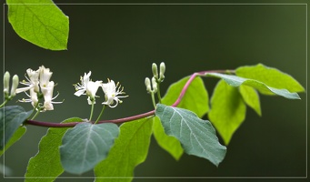 Waldblüte