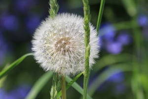 "Pusteblume"