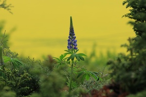 Lupine am Morgen