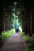 "Die durch den Wald laufen"