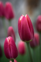 Tulpen