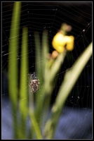 Spinne mit gelber Blume