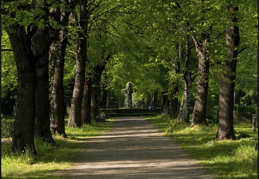 Neuer Annenfriedhof