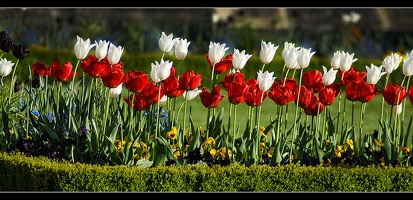 Tulpenparade