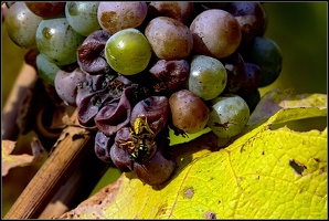 Weinbeeren