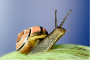 Schnecke