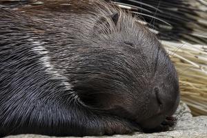 Stachelschwein