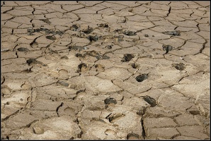 Volkers Spuren im Schlamm