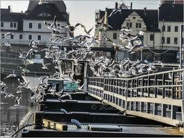 20190217 SächSchweiz 22