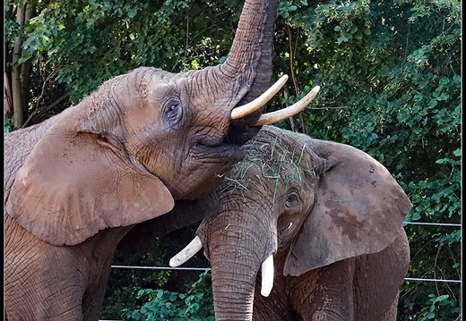 Zoo Dresden - Dieses Album anzeigen Zoo Dresden