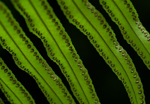Botanischer Garten - Dieses Album anzeigen Botanischer Garten