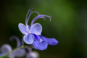 So ein schönes Blau