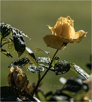 comp 7R404252