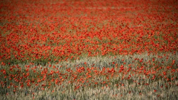 Mohn, Mohn, Mohn