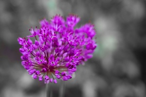 Allium