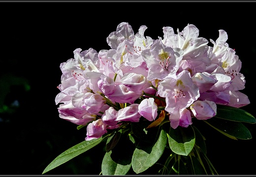 Rhododendronpark Wachwitz