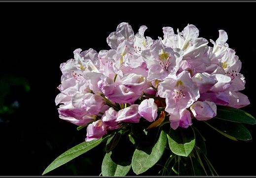 Rhododendronpark Wachwitz - Dieses Album anzeigen Rhododendronpark Wachwitz