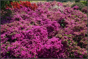 Rhododendronpark1