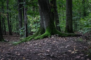 Wurzelgrün