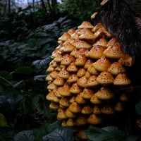 Schwammerl