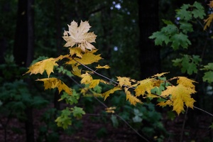 S herbstelt