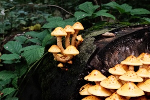 DSCF9654