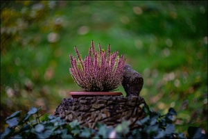 VN 7R407518