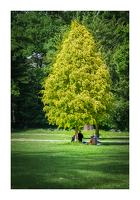 Der arabische Baum