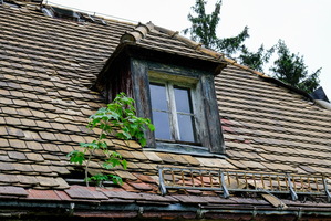 Fenster im Grünen