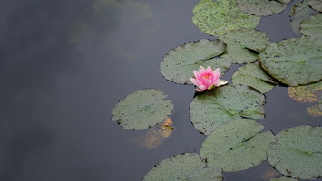 Seerose