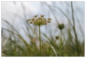 Bild (15 von 18)