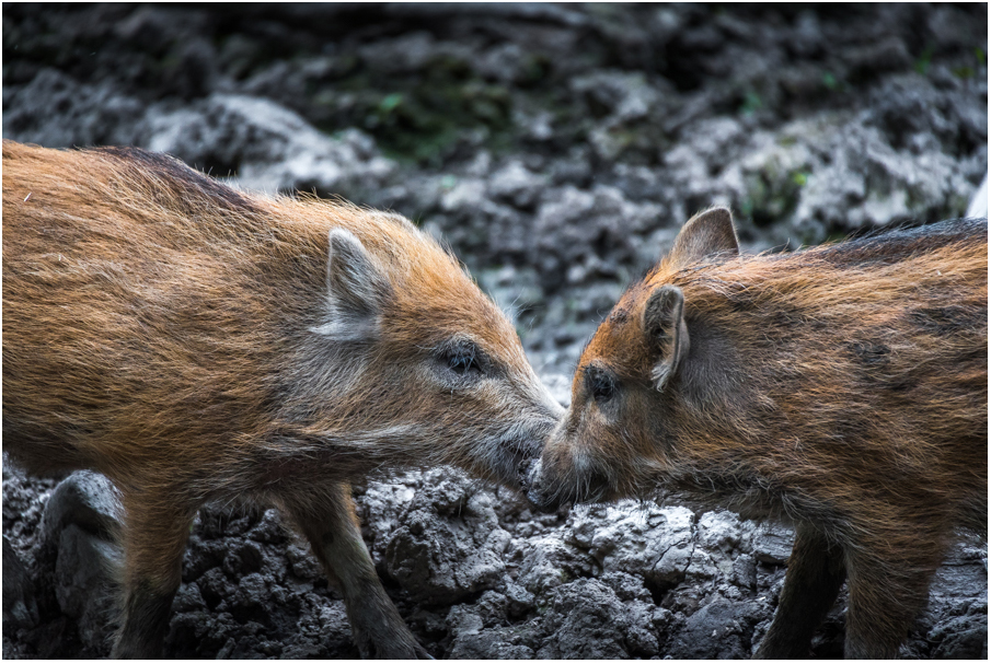 First Kiss - dsc_2811.jpg dsc_2811.jpg
