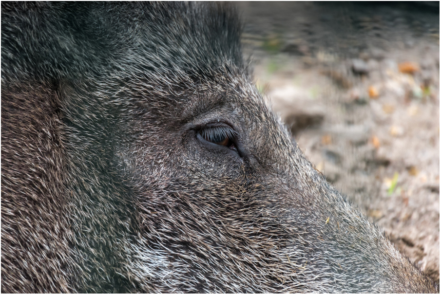 Eye of the Schwarzkittel - dsc_2824.jpg dsc_2824.jpg