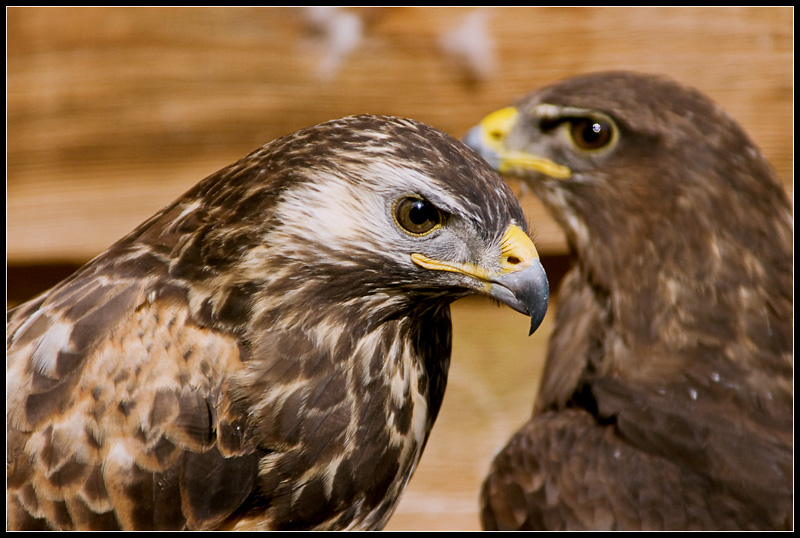 Bussarde - Bussard.jpg Bussard.jpg