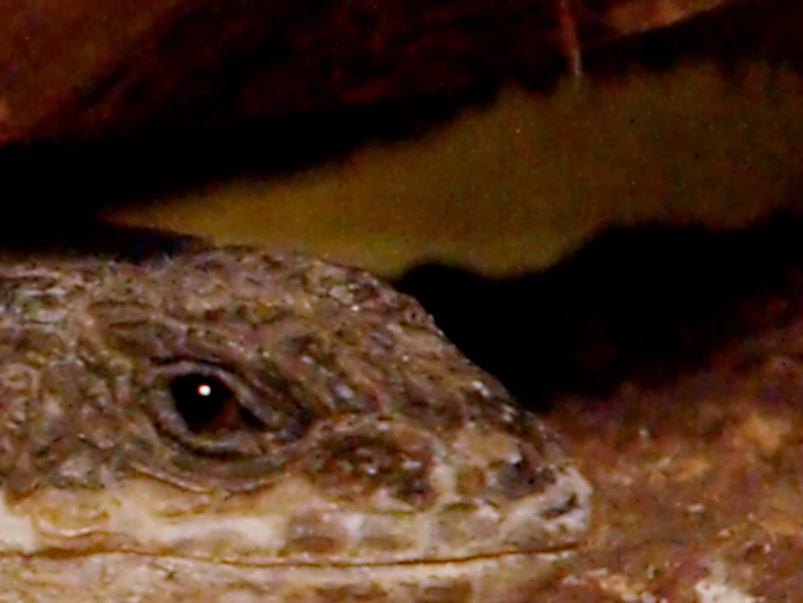Sonyentrauschung ISO 6400 100% Crop - Test1.jpg Test1.jpg